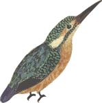 Kingfisher (isolated)